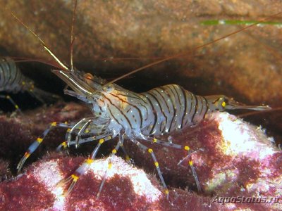 Фото Креветка Зубчатый Палемон Palaemon serratus  (photo#107898)