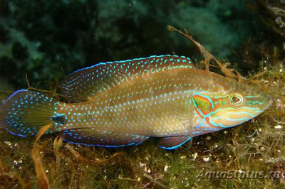 Губан глазчатый ( Symphodus ocellatus )