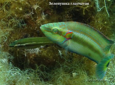 Губан глазчатый ( Symphodus ocellatus )