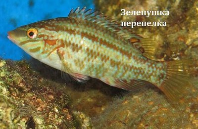 Фото Зеленушка - перепёлка Symphodus roissali  (photo#108050)