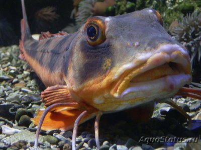 Тригла жёлтая ( Chelidonichthys lucerna )