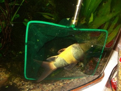 Мой аквариум Боцарий 280 литров bosmat  - DSC00989.jpg