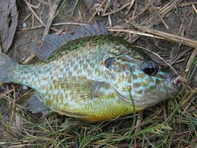 Фото Солнечный окунь Lepomis gibbosus  (photo#108070)