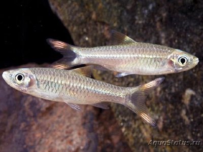 Фото Расбора пестрохвостая Rasbora caudimaculata  (photo#108177)