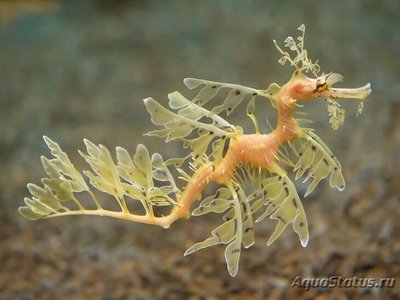 Конёк листовидный ( Leafy seadragon )