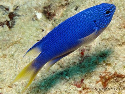 Фото Помацентрус сапфировый Pomacentrus pavo, Sapphire damsel  (photo#108197)