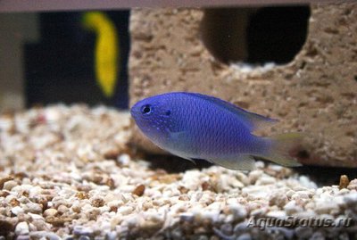 Помацентрус сапфировый  (Pomacentrus pavo, Sapphire damsel)