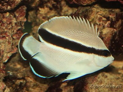 Ангел бандит (Apolemichthys arcuatus)