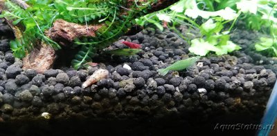 Фото AquaEl Shrimp Set Smart - дом для Рэдфайеров 20 литров Doctor_Zig  (photo#108221)