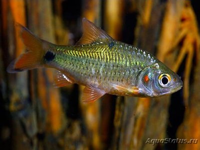 Барбус Яванский ( systomus rubripinnis )