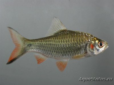 Барбус Яванский ( systomus rubripinnis )