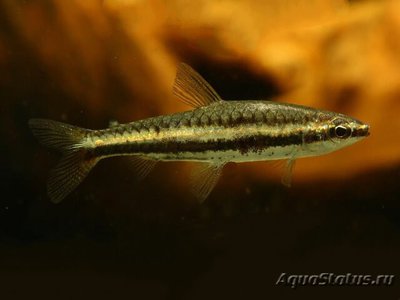 Фото Нанностомус Мэрилин Nannostomus Marilynae  (photo#108232)