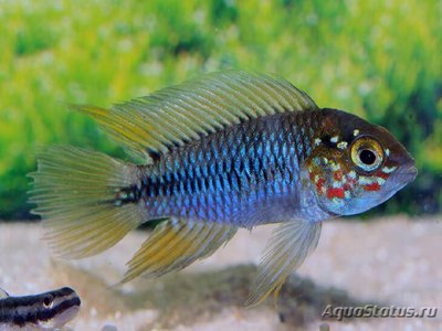 Фото Апистограмма Парагвай Apistogramma sp. Paraguay  (photo#108246)