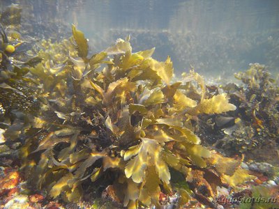 Морская водоросль Fukus serratus