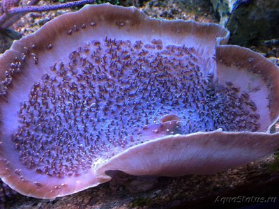 Родактис "слоновье ухо" (Rhodactis sp.)