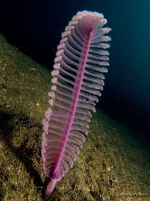 Фиолетовое морское перо ( Virgularia sp. )