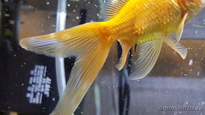 У золотой рыбки появились белые наросты пятна на хвосте - 20190202_174607.jpg