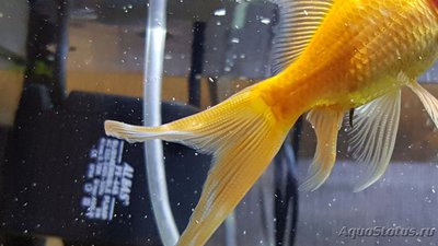 У золотой рыбки появились белые наросты пятна на хвосте - 20190202_174606.jpg