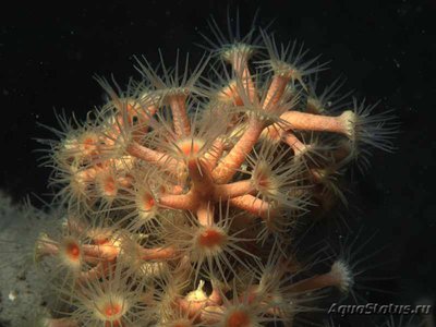 Анемон жёлтый кластерный ( Parazoanthus axinellae )