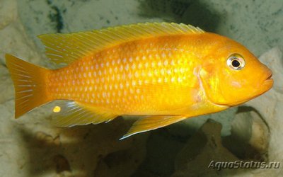 Фото Псевдотрофеус Ломбардо Pseudotropheus lombardoi  (photo#108406)