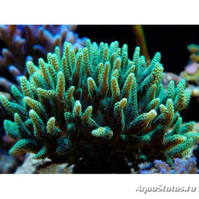 Сериатопора зелёная ( Seriatopora hystrix Green )