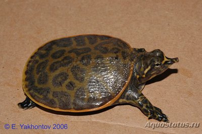 Фото Черепаха мягкотелая американская злая Apalone ferox Florida Softshell Turtle  (photo#108417)