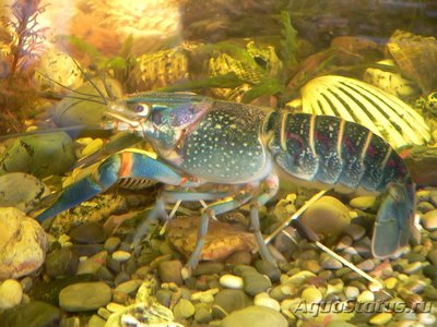 Раки в аквариуме. Пресноводные раки. - danube-crayfish_(astacus-leptodactylus).jpg