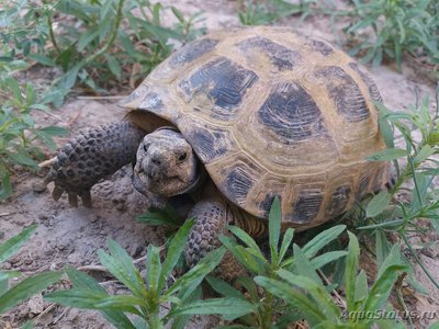 Фото Черепаха Среднеазиатская , или степная черепаха Testudo Agrionemys horsfieldii  (photo#108628)