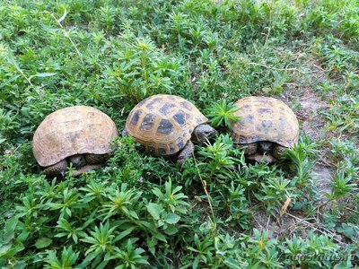 Фото Черепаха Среднеазиатская , или степная черепаха Testudo Agrionemys horsfieldii  (photo#108629)