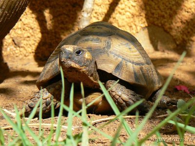 Фото Черепаха Средиземноморская , или Греческая , или Кавказская Testudo graeca  (photo#108675)