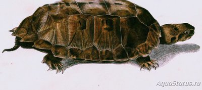 Черепаха Малайская , плоскоспинная ( Malayan Notochelys platynota )