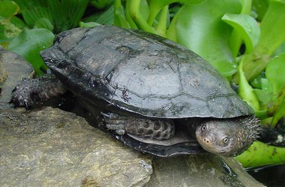 Фото Черепаха колючая , плоская Acanthochelys spixii  (photo#108702)