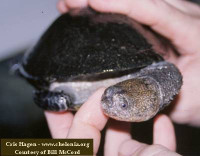 Черепаха Бразильская болотная ( Acanthochelys radiolata )