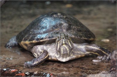 Фото Содержание рептилий в пруду (photo#108730)