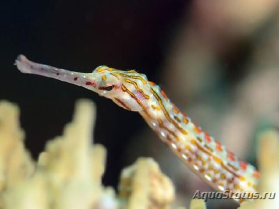 Фото Рыба игла расчерченная , Австралийская дудочка Corythoichthys intestinalis , Scribbled pipefish  (photo#108821)