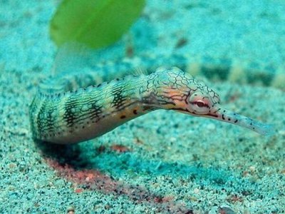 Фото Рыба игла расчерченная , Австралийская дудочка Corythoichthys intestinalis , Scribbled pipefish  (photo#108822)