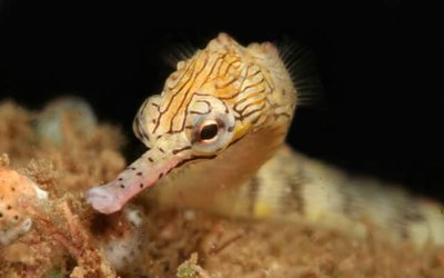 Фото Рыба игла расчерченная , Австралийская дудочка Corythoichthys intestinalis , Scribbled pipefish  (photo#108823)