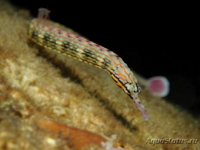 Фото Рыба игла расчерченная , Австралийская дудочка Corythoichthys intestinalis , Scribbled pipefish  (photo#108824)