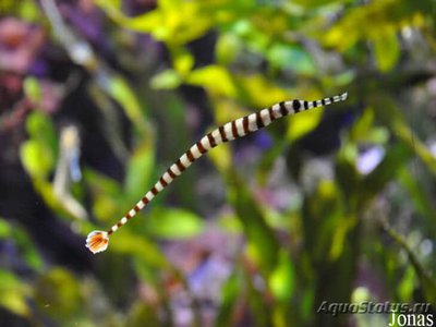 Игла-зебра краснохвостая (Doryrhamphus dactyliophorus)