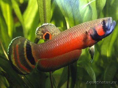 Фото Бетта макростома Betta macrostoma  (photo#108842)