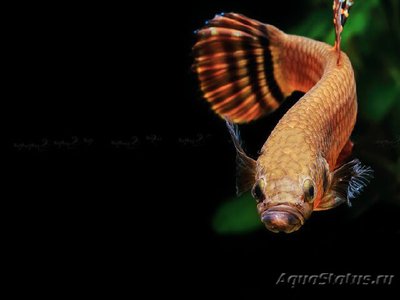 Фото Бетта макростома Betta macrostoma  (photo#108844)