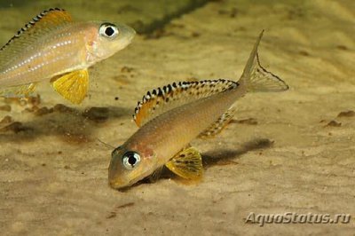 Фото Ксенотиляпия Папилио Канони Xenotilapia papilio Kanoni  (photo#108880)