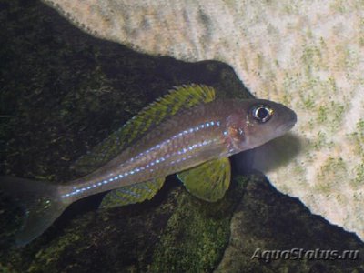 Фото Ксенотиляпия Папилио Канони Xenotilapia papilio Kanoni  (photo#108881)