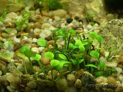 Фото Марсилия хирсута Marsilea hirsuta  (photo#108898)