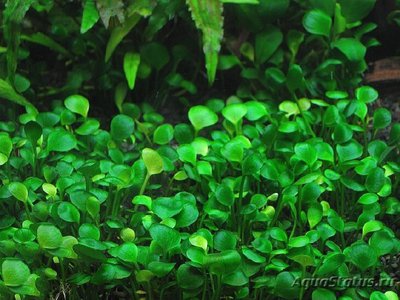 Фото Марсилия хирсута Marsilea hirsuta  (photo#108899)