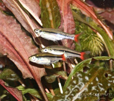 Фото Расбора краснохвостая Rasbora borapetensis  (photo#108904)