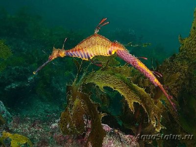 Moрской дракон обыкновенный ( Phyllopteryx taeniolatus )