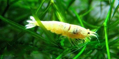 Фото Креветка золотая пчела Caridina cantonensis  (photo#108942)