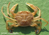 Фото Краб песчаный Liocarcinus depurator , или Краб плавунец Macropipus depurator  (photo#108962)