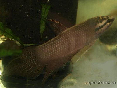 Фото Бетта балунга Betta balunga  (photo#108972)